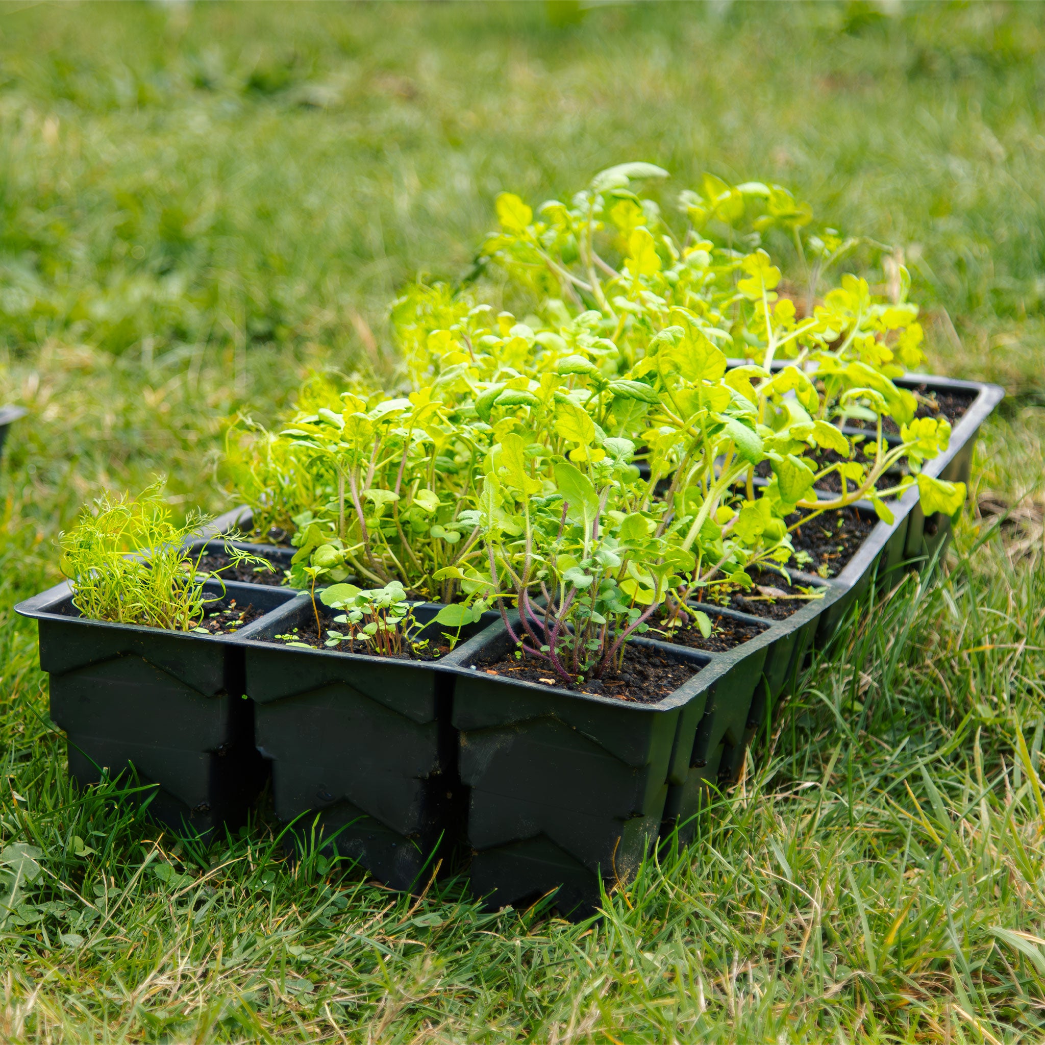 Rootmaker Propagation 18-Zellen-Tablett 