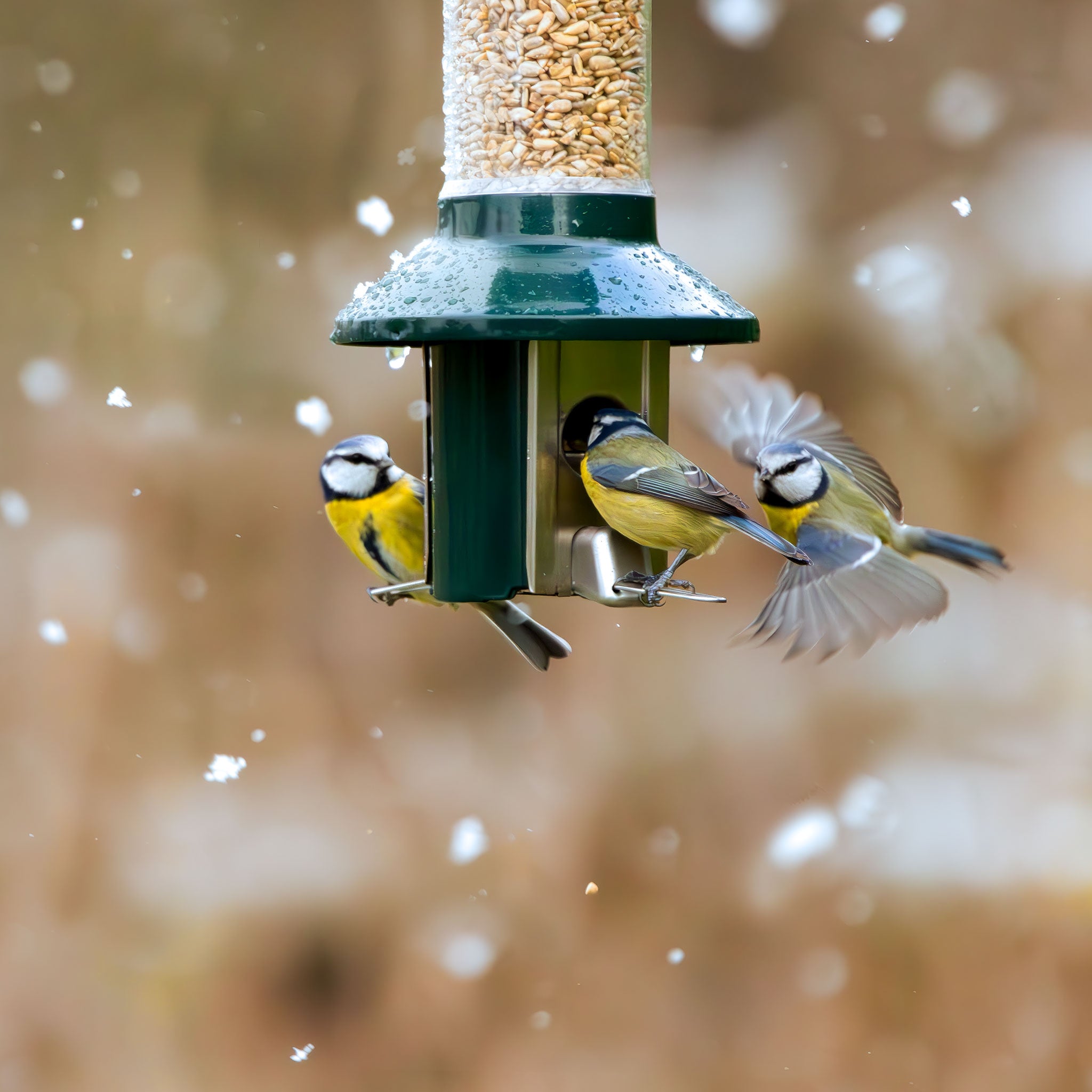 Roamwild PestOff Eichhörnchensicheres Vogelfutterhaus – kompakt 